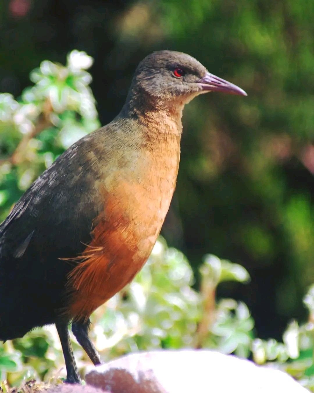 Ethiopia birds tour wildlife and birding safari